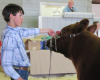 Clover Classic 4-H Livestock Show