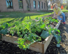 Raised Bed Gardening in Walkertown February 18