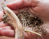 Saving Seeds for Gardeners with Bill Colvin in Walkertown