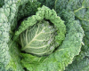 Fall Vegetable Gardening in Walkertown Saturday, Sept 7