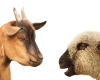 Training to be Offered to Goat and Sheep Producers