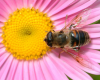 Tuesdays at Tanglewood: Who Lives Here? Insects