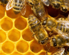 Forsyth County Beekeepers Association Bee School