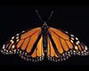 Tuesdays at Tanglewood: Who Lives Here? Monarchs