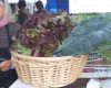 Forsyth Hosts Webinar on Community Food Councils