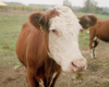 Successfully Producing Meat for Local Markets