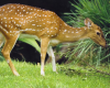 Tuesdays at Tanglewood: White-tailed Deer
