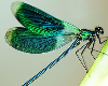 Tuesdays at Tanglewood: Who Lives Here? Dragonflies