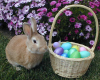 Easter Egg Hunt Hayrides at Tanglewood Stables