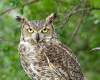 Tuesdays at Tanglewood: Who Lives Here? Owls