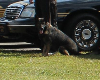 In Memoriam - FCSO K9 Rita