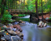 Backyard Learning: Stream Ecology