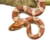 Tuesdays at Tanglewood: Who Lives Here? Snakes