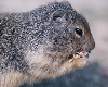 Tuesdays at Tanglewood: Wildlife of NC