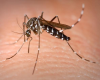 1st Confirmed Case of Chikungunya