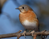 Bird Watching for Beginners