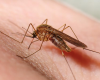 DHHS Reports Five Cases of West Nile Virus in North Carolina