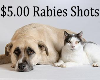 Low-Cost Rabies Vaccination Clinic