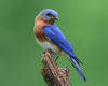 Backyard Bluebirds