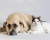 Low-cost Rabies Clinic is Saturday, February 2