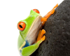 Cold Blooded Encounters at Lewisville Library