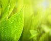 Spring Lawn and Garden Series at the Library