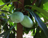 6th Annual Pawpaw Festival, Saturday August 24th