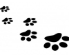 NC Zoo Presents Locomotion Investigation at Lewisville Library