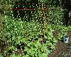 Going Vertical: Growing Decorative and Producing Vines Workshop Wednesday, April 24th @ 6pm