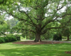 White Oak Tree Fell Due to Strong Winds