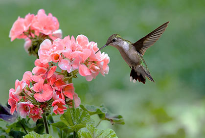 Tuesdays at Tanglewood: Who Lives Here? Hummingbirds