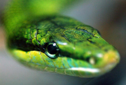 Cold-Blooded Encounters Thursday, June 20th @ 2pm