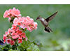 Tuesdays at Tanglewood: Who Lives Here? Hummingbirds