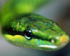 Cold-Blooded Encounters Thursday, June 20th @ 2pm