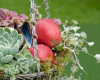 Dynamic Hanging Baskets