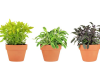 Growing Herbs