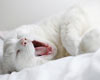 June is National Adopt a Cat Month
