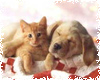 Forsyth County Department of Animal Control Foster Pet Adoption Fair