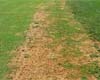 See What Happened to our Greens this Summer!