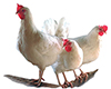 Poultry Processing Workshop