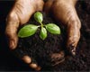 Rain Gardens - Master Gardener Series