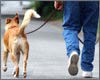 Reynolda Village Pet Stroll