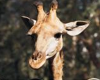 The North Carolina Zoo presents "Locomotion Investigation"