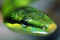 Cold-Blooded Encounters Thursday, June 20th @ 2pm