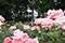 Photographers at Forsyth County Parks