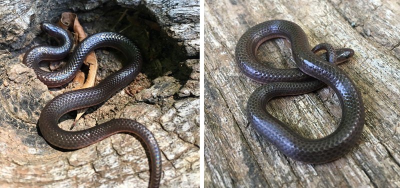 Eastern worm snake: worm or snake?