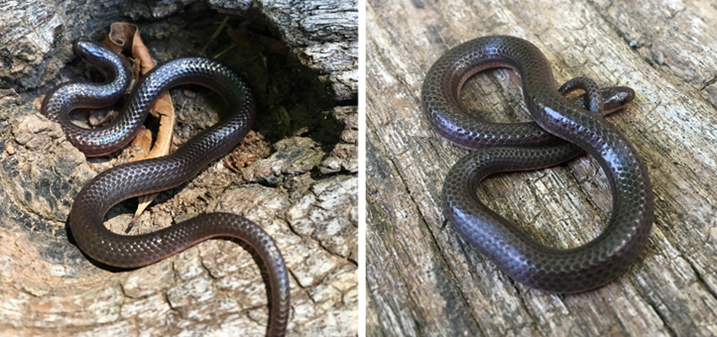 Eastern worm snake