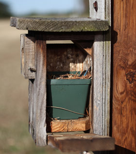 Bluebird on the Nest