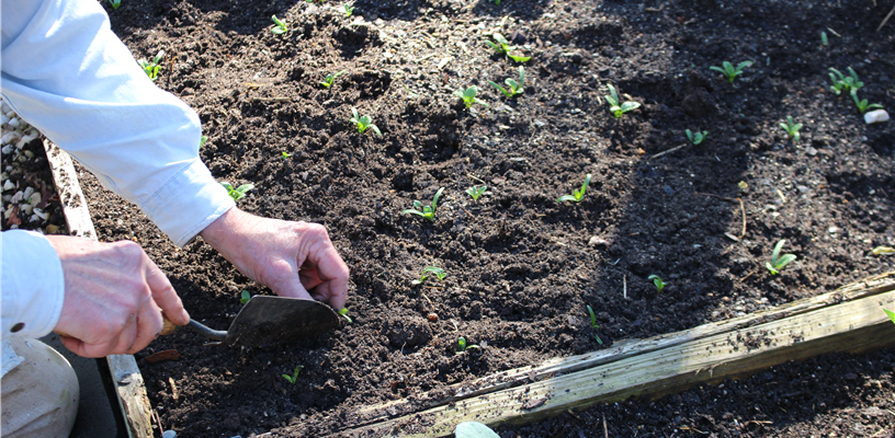 You’re Invited to Volunteer at the Arboretum at Tanglewood Park!