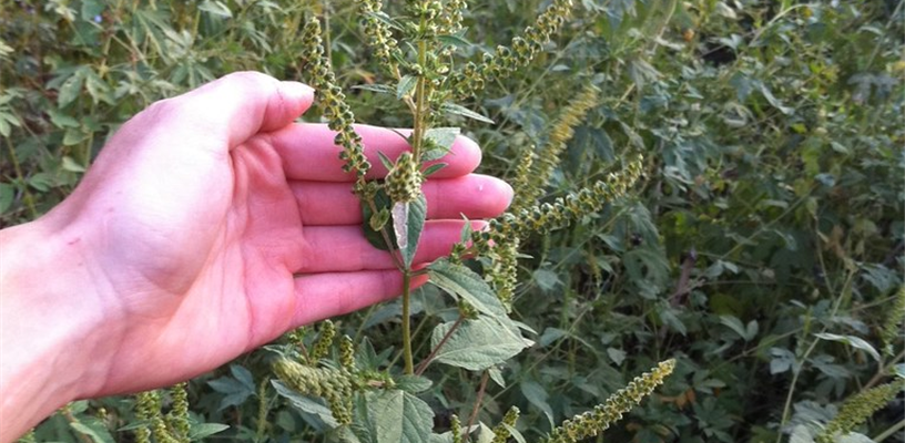 Ragweed: Fall